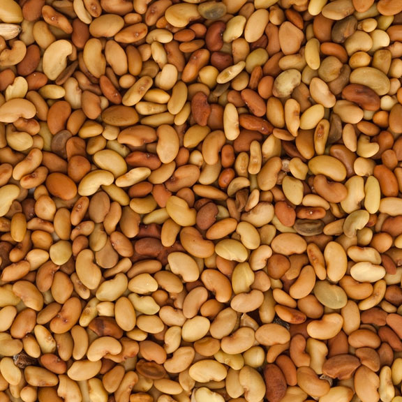 Premium Agricultural Seeds
