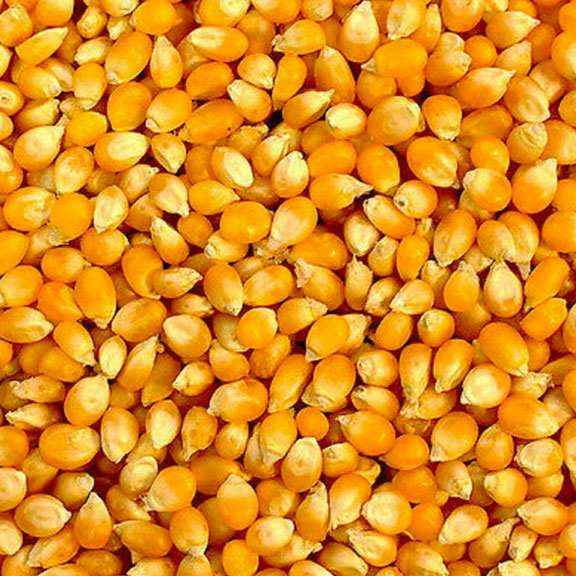 Premium Agricultural Seeds hybrid corn seed Indiana Kentucky Illinois